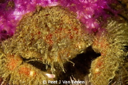 Joseph with its amazing technicolor dream coat- shaggy sp... by Peet J Van Eeden 